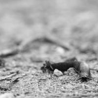 Limace en chemin