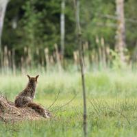 Dur dur le réveil...
